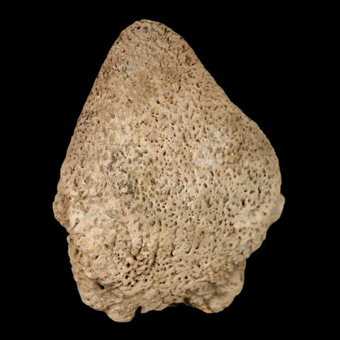 3.4" Glyptodon Fossil Osteoderm Scute Spike Plate Bony Armor Pleistocene Uruguay COA - Fossil Age Minerals