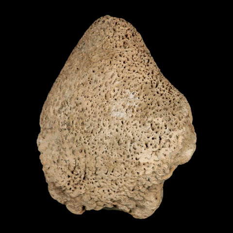 3.4" Glyptodon Fossil Osteoderm Scute Spike Plate Bony Armor Pleistocene Uruguay COA - Fossil Age Minerals