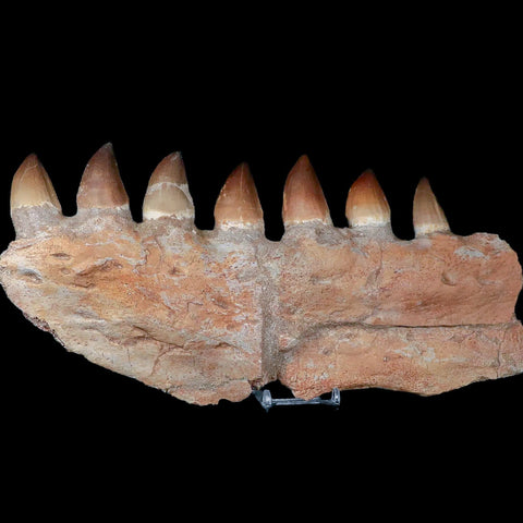 12.3" Mosasaur Platecarpus Fossil Jaw Section Teeth Cretaceous Dinosaur Era COA - Fossil Age Minerals