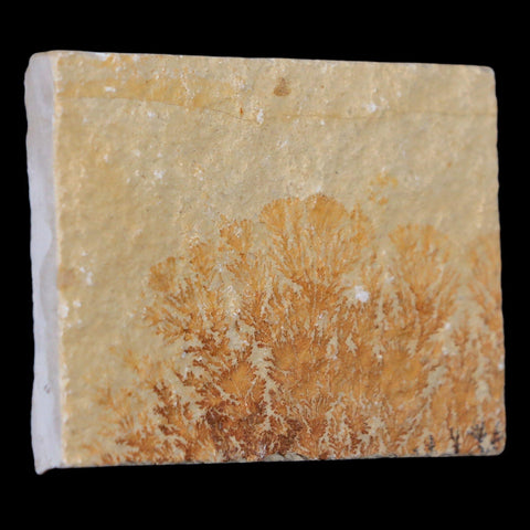 2.3" Pyrolusite Dendritic Sandstone Solnhofen Jurassic Age West Germany - Fossil Age Minerals