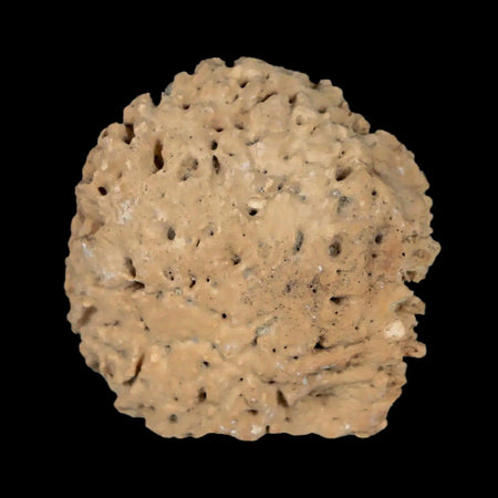 1.4" Glyptodon Fossil Osteoderm Scute Plate Bony Armor Pleistocene Uruguay COA