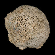 3.4" Glyptodon Fossil Osteoderm Scute Spike Plate Bony Armor Pleistocene Uruguay COA