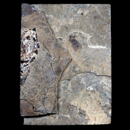 0.5 Fossil March Fly Insect And Fish Green River FM Uintah County UT Eocene Age