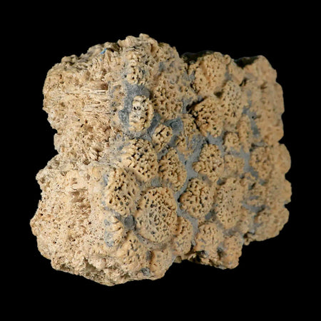 5.9" Glyptodon Fossil Osteoderm Scute Plates Bony Armor Pleistocene Uruguay COA