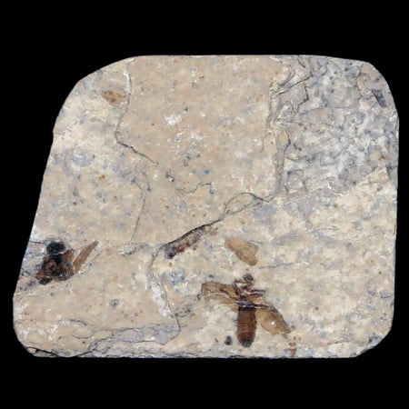 0.5 Detailed Fossil March Fly Insect Green River FM Uintah County UT Eocene Age