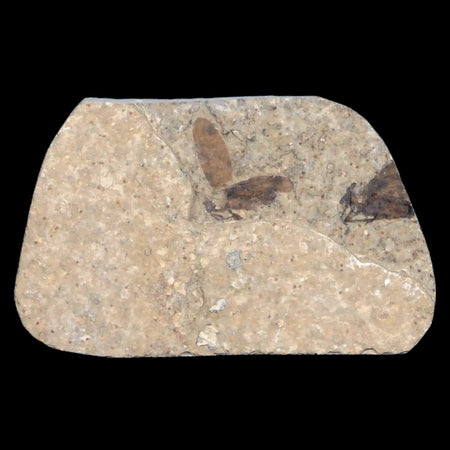 0.6 Detailed Two Fossil March Fly Insect Green River FM Uintah County UT Eocene Age