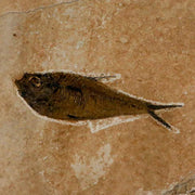 3.5" Diplomystus Dentatus Fossil Fish Green River FM WY Eocene Age COA, Stand