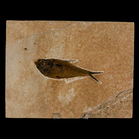 3.5" Diplomystus Dentatus Fossil Fish Green River FM WY Eocene Age COA, Stand - Fossil Age Minerals