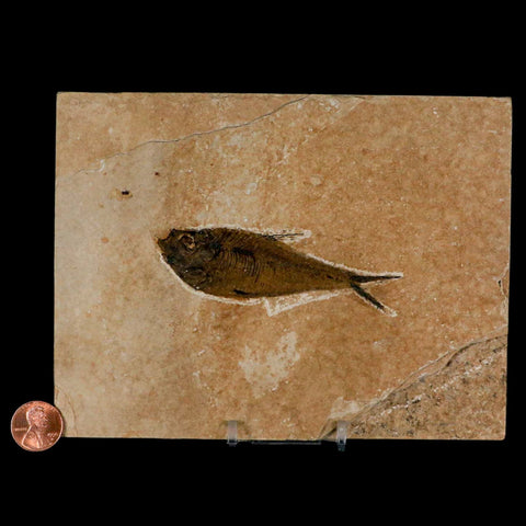 3.5" Diplomystus Dentatus Fossil Fish Green River FM WY Eocene Age COA, Stand - Fossil Age Minerals