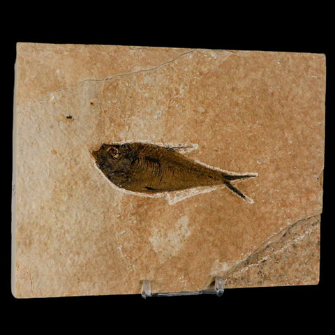 3.5" Diplomystus Dentatus Fossil Fish Green River FM WY Eocene Age COA, Stand - Fossil Age Minerals