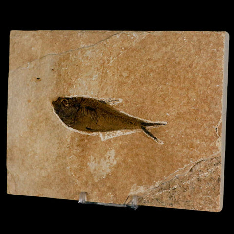 3.5" Diplomystus Dentatus Fossil Fish Green River FM WY Eocene Age COA, Stand - Fossil Age Minerals