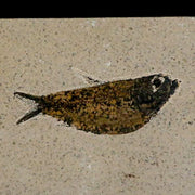 3.7" Knightia Eocaena Fossil Fish Green River FM Wyoming Eocene Age COA & Stand