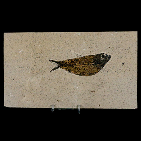 3.7" Knightia Eocaena Fossil Fish Green River FM Wyoming Eocene Age COA & Stand