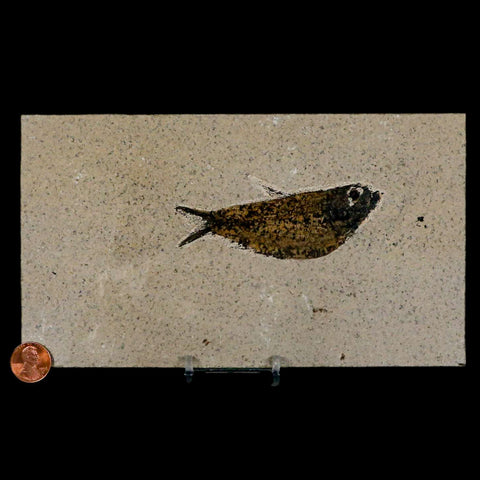 3.7" Knightia Eocaena Fossil Fish Green River FM Wyoming Eocene Age COA & Stand - Fossil Age Minerals