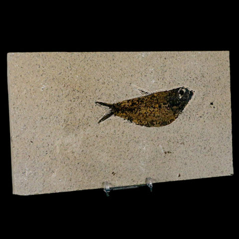 3.7" Knightia Eocaena Fossil Fish Green River FM Wyoming Eocene Age COA & Stand - Fossil Age Minerals