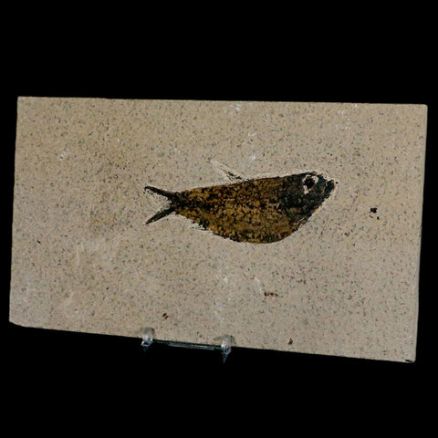 3.7" Knightia Eocaena Fossil Fish Green River FM Wyoming Eocene Age COA & Stand - Fossil Age Minerals