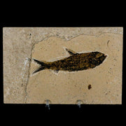 3.6" Knightia Eocaena Fossil Fish Green River FM Wyoming Eocene Age COA & Stand