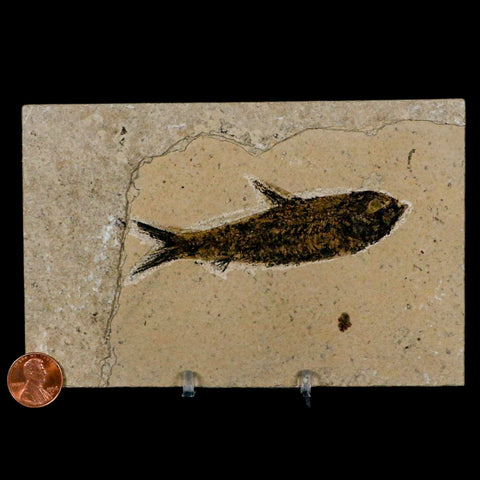 3.6" Knightia Eocaena Fossil Fish Green River FM Wyoming Eocene Age COA & Stand - Fossil Age Minerals