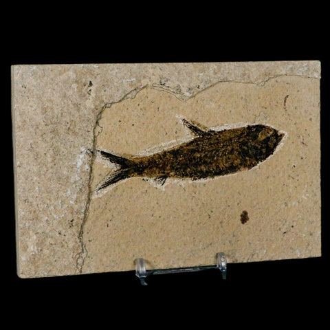 3.6" Knightia Eocaena Fossil Fish Green River FM Wyoming Eocene Age COA & Stand - Fossil Age Minerals