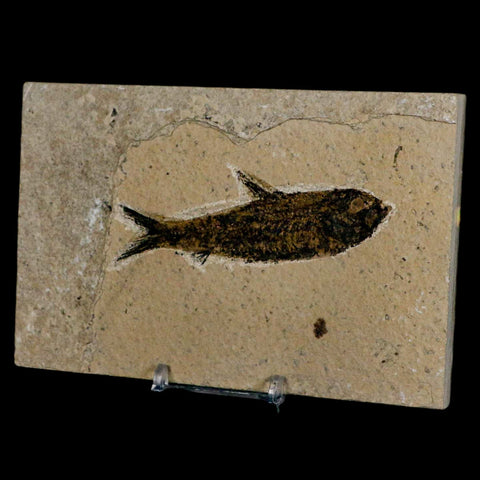 3.6" Knightia Eocaena Fossil Fish Green River FM Wyoming Eocene Age COA & Stand - Fossil Age Minerals