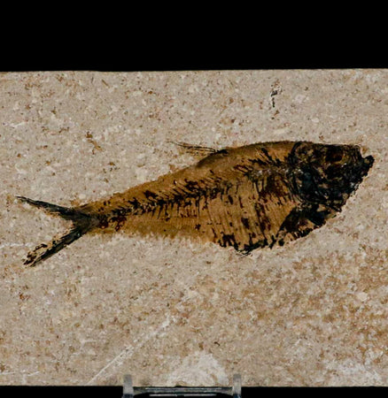 XL 5.2" Diplomystus Dentatus Fossil Fish Green River FM WY Eocene Age COA, Stand