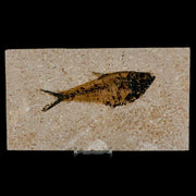 XL 5.2" Diplomystus Dentatus Fossil Fish Green River FM WY Eocene Age COA, Stand