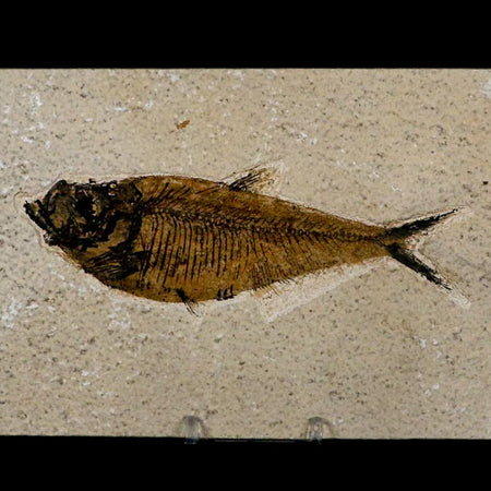 XL 5.4" Diplomystus Dentatus Fossil Fish Green River FM WY Eocene Age COA, Stand