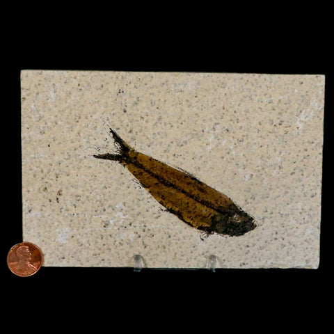 3.6" Knightia Eocaena Fossil Fish Green River FM Wyoming Eocene Age COA & Stand - Fossil Age Minerals