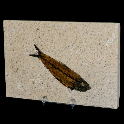 3.6" Knightia Eocaena Fossil Fish Green River FM Wyoming Eocene Age COA & Stand - Fossil Age Minerals