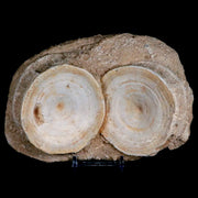 Two 76MM Otodus Obliquus Shark Vertebrae Fossil Bone In Matrix Morocco COA