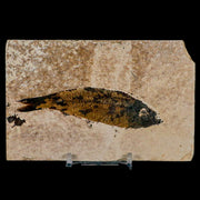 3.8" Knightia Eocaena Fossil Fish Green River FM Wyoming Eocene Age COA & Stand