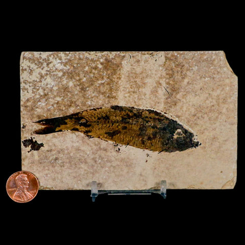 3.8" Knightia Eocaena Fossil Fish Green River FM Wyoming Eocene Age COA & Stand - Fossil Age Minerals