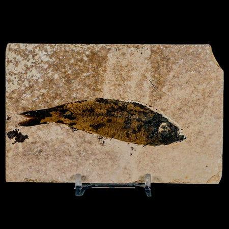 3.8" Knightia Eocaena Fossil Fish Green River FM Wyoming Eocene Age COA & Stand