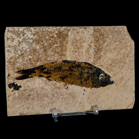 3.8" Knightia Eocaena Fossil Fish Green River FM Wyoming Eocene Age COA & Stand - Fossil Age Minerals