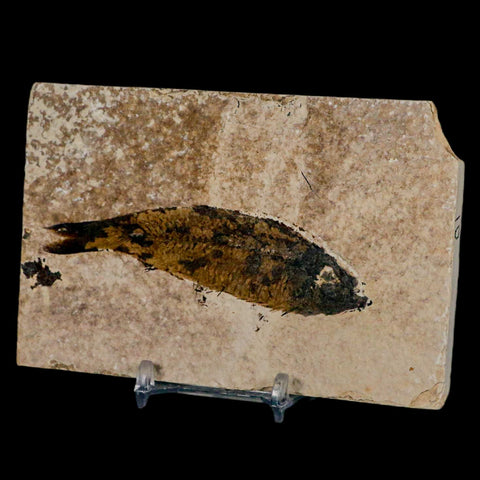 3.8" Knightia Eocaena Fossil Fish Green River FM Wyoming Eocene Age COA & Stand - Fossil Age Minerals