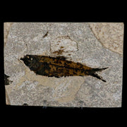 3.8" Knightia Eocaena Fossil Fish Green River FM Wyoming Eocene Age COA & Stand