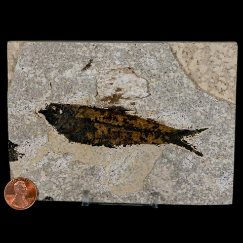 3.8" Knightia Eocaena Fossil Fish Green River FM Wyoming Eocene Age COA & Stand - Fossil Age Minerals