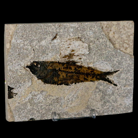 3.8" Knightia Eocaena Fossil Fish Green River FM Wyoming Eocene Age COA & Stand - Fossil Age Minerals