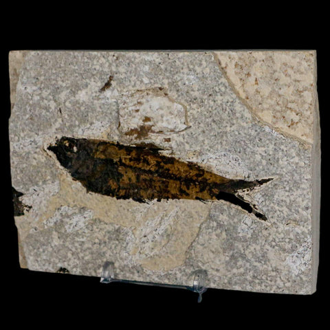 3.8" Knightia Eocaena Fossil Fish Green River FM Wyoming Eocene Age COA & Stand - Fossil Age Minerals