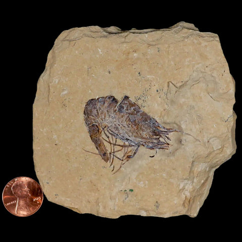 1.6" Fossil Shrimp Carpopenaeus Cretaceous Age 100 Mil Yrs Old Lebanon COA - Fossil Age Minerals