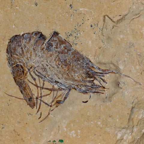 1.6" Fossil Shrimp Carpopenaeus Cretaceous Age 100 Mil Yrs Old Lebanon COA - Fossil Age Minerals