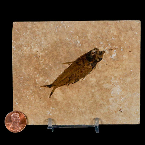 2.4" Knightia Eocaena Fossil Fish Green River FM Wyoming Eocene Age COA & Stand - Fossil Age Minerals