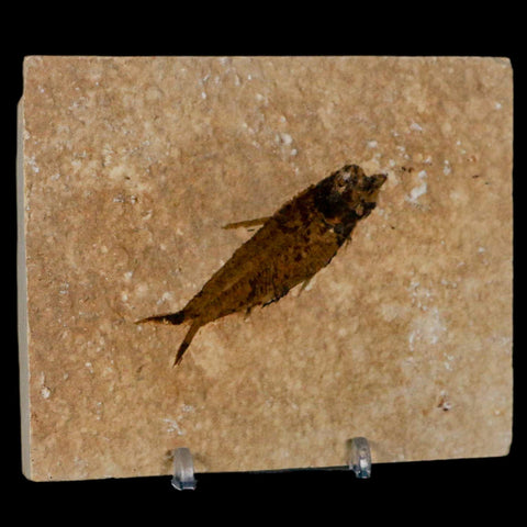 2.4" Knightia Eocaena Fossil Fish Green River FM Wyoming Eocene Age COA & Stand - Fossil Age Minerals