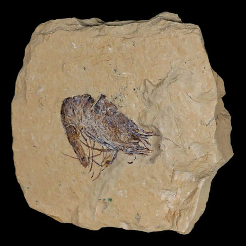 1.6" Fossil Shrimp Carpopenaeus Cretaceous Age 100 Mil Yrs Old Lebanon COA - Fossil Age Minerals