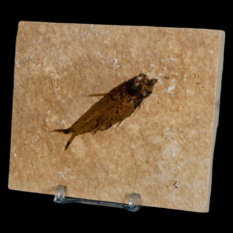 2.4" Knightia Eocaena Fossil Fish Green River FM Wyoming Eocene Age COA & Stand - Fossil Age Minerals