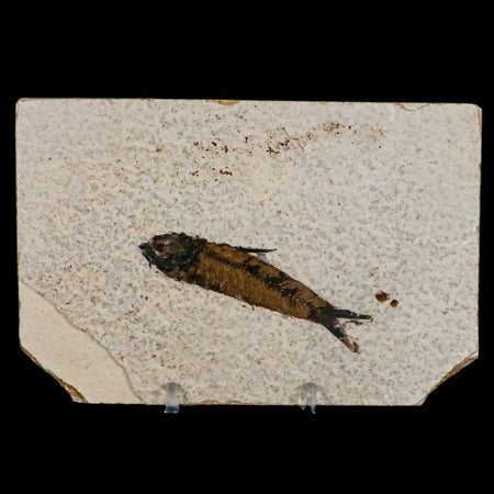 2.7" Knightia Eocaena Fossil Fish Green River FM Wyoming Eocene Age COA & Stand