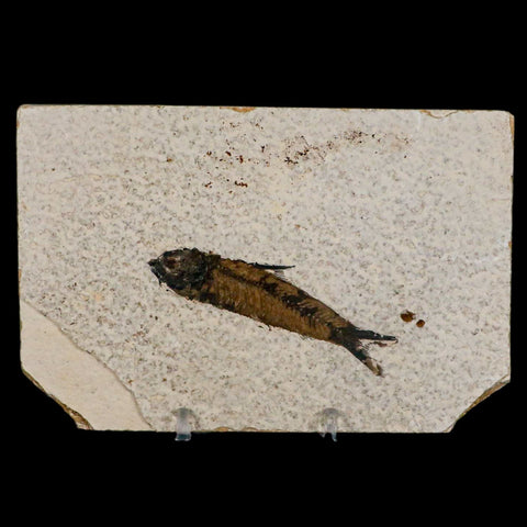 2.7" Knightia Eocaena Fossil Fish Green River FM Wyoming Eocene Age COA & Stand - Fossil Age Minerals