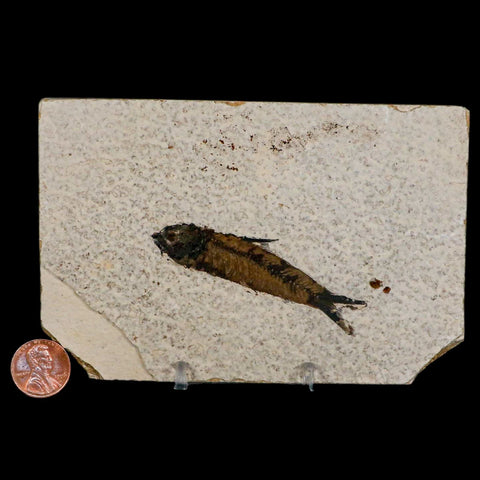 2.7" Knightia Eocaena Fossil Fish Green River FM Wyoming Eocene Age COA & Stand - Fossil Age Minerals