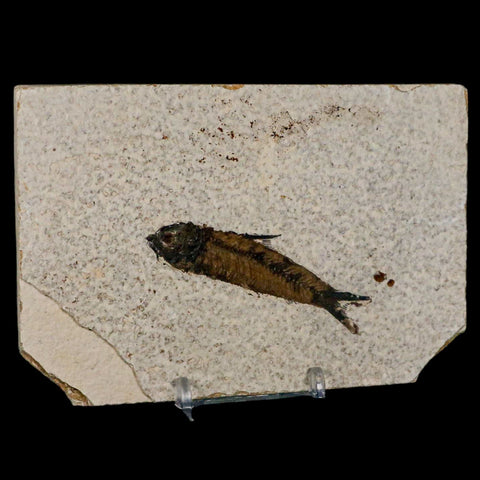 2.7" Knightia Eocaena Fossil Fish Green River FM Wyoming Eocene Age COA & Stand - Fossil Age Minerals