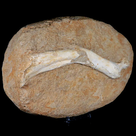 8.2" Crocodile Fossil Limb Bone Cretaceous Age Kem Kem Morocco Crocodilian Stand